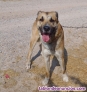 Perrito joven tamao mediano 