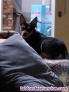Fotos del anuncio: Pincher En adopcin responsable y con seguimiento 