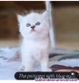 Gatitos British color Lilac, color point y golden blue