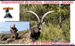 Fotos del anuncio: Recechos y precintos de macho monts