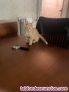 Fotos del anuncio: Regalo gatito dos meses