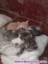 Fotos del anuncio: Regalo gatitos