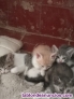 Fotos del anuncio: Regalo gatitos