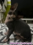 Fotos del anuncio: Gato sin pelo sphynx 