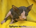 Fotos del anuncio: Gato sin pelo sphynx 