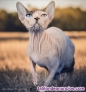 Fotos del anuncio: Gato sin pelo sphynx 