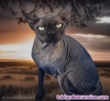 Fotos del anuncio: Gato sin pelo sphynx 
