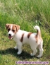 Regalo de adorable cachorros Miniatura Jack Russell+34 602 7028 65