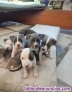 Fotos del anuncio: Regalo Cachorros Pitbull whatsapp (+34 632 00 46 59)