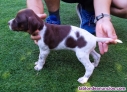 Fotos del anuncio: Cachorros de pointer pura raza 