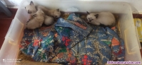 Fotos del anuncio: Se vende cachorro siams