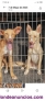 Fotos del anuncio: Podenco andaluz