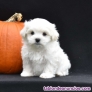 Adopción - Cachorros Bichón Maltés Mini Blanco. WhatsApp +34 632.232.851