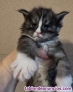 Fotos del anuncio: Maine coon  gatitos pequeno