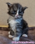 Fotos del anuncio: Maine coon  gatitos pequeno