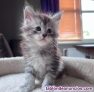 Fotos del anuncio: Preciosa maine coon gatitos