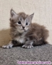 Fotos del anuncio: Preciosa maine coon gatitos