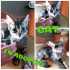 Fotos del anuncio: Gatitos en adopcin 