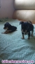 Fotos del anuncio: Cachorros