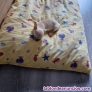 Fotos del anuncio: Chihuahua mini hembra