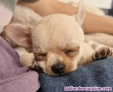 Fotos del anuncio: Chihuahua mini hembra