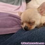 Fotos del anuncio: Chihuahua mini hembra