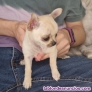 Fotos del anuncio: Chihuahua mini hembra