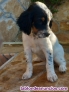 Fotos del anuncio: Cachorro de Setter Ingles 