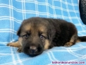 Fotos del anuncio: Pastor aleman cachorros WHATSAPP.+34 634126712
