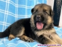 Fotos del anuncio: Pastor aleman cachorros WHATSAPP.+34 634126712