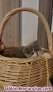 Fotos del anuncio: Gatita cruce british con persa 