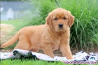 Fotos del anuncio: Regalo - Adorables Cachorros de Golden Retriever (De Raza Pura): +34 634157827