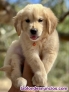 Fotos del anuncio: Regalo - Adorables Cachorros de Golden Retriever (De Raza Pura): +34 634157827