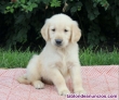 Fotos del anuncio: Regalo - Adorables Cachorros de Golden Retriever (De Raza Pura): +34 634157827