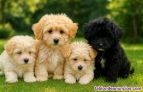 Fotos del anuncio: Adopcin - Cachorros Toy Havapoo. Excelente raza mixta. +34 612 45 39 18