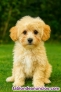 Fotos del anuncio: Adopcin - Cachorros Toy Havapoo. Excelente raza mixta. +34 612 45 39 18