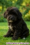 Fotos del anuncio: Adopcin - Cachorros Toy Havapoo. Excelente raza mixta. +34 612 45 39 18