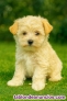Fotos del anuncio: Adopcin - Cachorros Toy Havapoo. Excelente raza mixta. +34 612 45 39 18