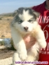 Fotos del anuncio: Husky Siberiano 