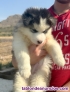 Fotos del anuncio: Husky Siberiano 