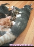 Fotos del anuncio: Regalo gatitos 