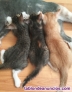 Fotos del anuncio: Regalo gatitos 