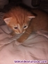 Fotos del anuncio: Regalo gatitos 