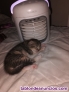 Fotos del anuncio: Regalo gatitos 