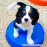 Fotos del anuncio: Regalo Cachorros Cavalier King Charles +34 658 657 066