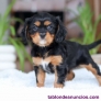 Fotos del anuncio: Regalo Cachorros Cavalier King Charles +34 658 657 066
