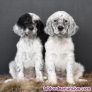 Fotos del anuncio: Regalo Cachorros de Setter Ingls; 658 65 70 66