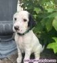 Fotos del anuncio: Regalo Cachorros de Setter Ingls; 658 65 70 66