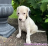 Fotos del anuncio: Regalo Cachorros de Setter Ingls; 658 65 70 66