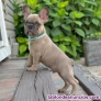 Fotos del anuncio: Regalo Mini Bulldog Francs: +34 612 45 39 18